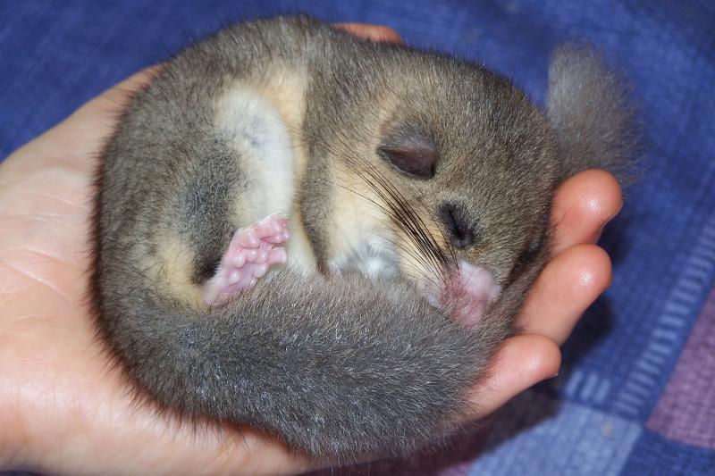 sjusovar foto Azay CC BY-SA 3 Wikimedia Commons.jpg Ein liten gnagar med stor hale ligg og søv i ei menneskehand.